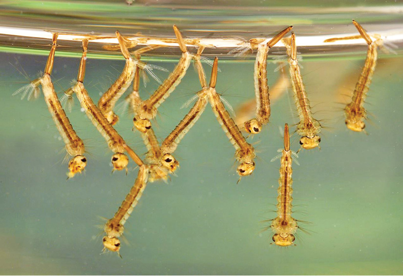 szunyoglarva